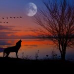 Barking At The Moon: A Skeptic’s Guide To Canine Astrology
