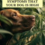 Symptoms My Dog Is High: What You Need to Know