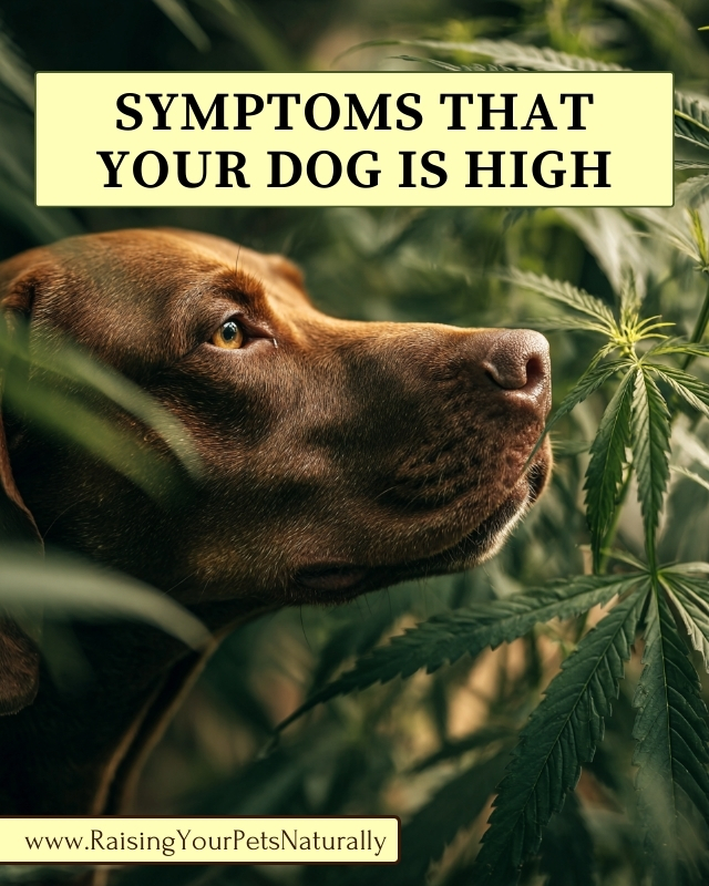 Symptoms My Dog Is High: What You Need to Know