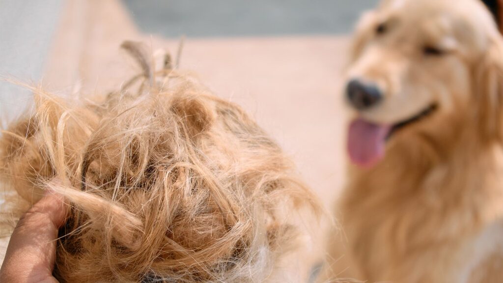 7 hacks for shedding season from a golden retriever owner