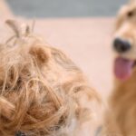 7 hacks for shedding season from a golden retriever owner