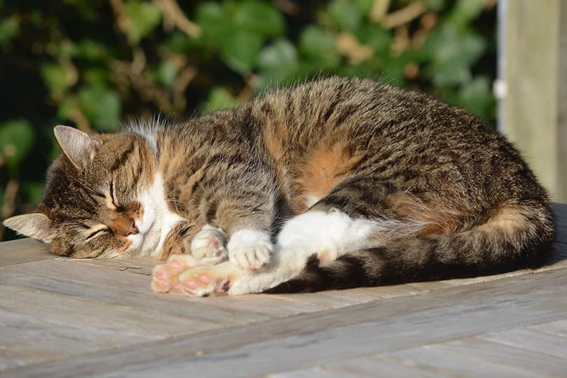 Cat Sleeping Positions: 18 Common Ways Explained