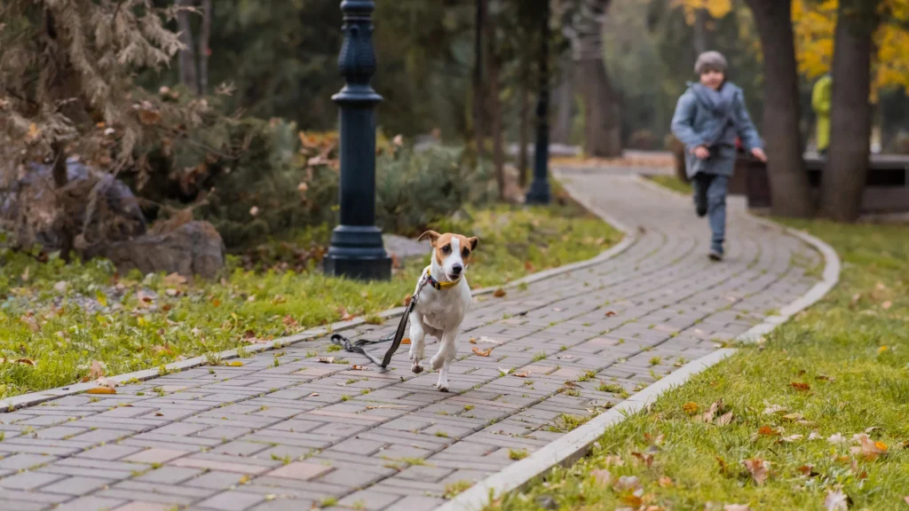 Why Dogs Run Away — And What To Do If Yours Does