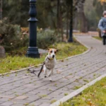 Why Dogs Run Away — And What To Do If Yours Does