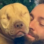 The Fight Dog Who Only Wanted Love