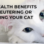 The Health Benefits of Neutering or Spaying Your Cat