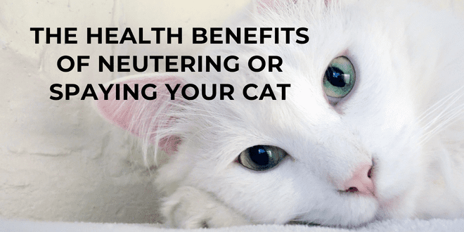 The Health Benefits of Neutering or Spaying Your Cat
