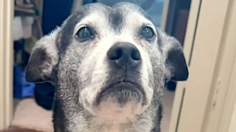 The Most Human-Like Dog You'll Ever See