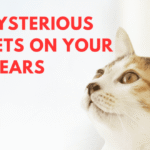 The Mysterious Pockets on Your Cat’s Ears