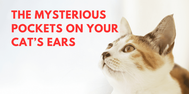 The Mysterious Pockets on Your Cat’s Ears