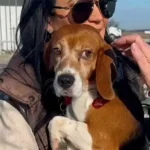 This Beagle Learned How To Be a Dog