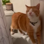 This Cat Collects the Weirdest Treasures