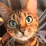 This Cat Understands Everything She Says