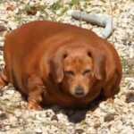 This Dog's Transformation Is Incredible