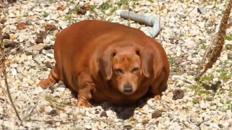 This Dog's Transformation Is Incredible