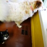 Calm Enrichment Activities for Dogs