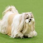 Shih Tzu ‘Tova’ Competes at National Obedience Championship
