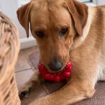 The Best Dog Toys – As Approved By Our Pups