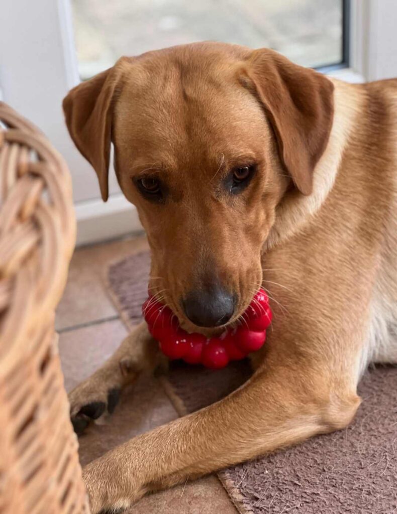 The Best Dog Toys – As Approved By Our Pups