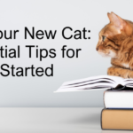 Train Your New Cat: 4 Essential Tips for Getting Started