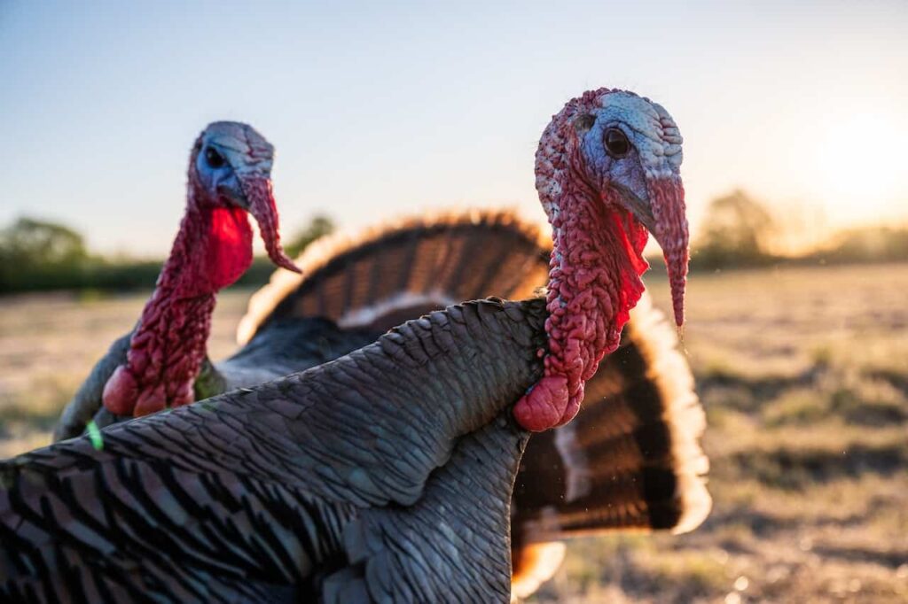 Turkey Meal In Dog Food