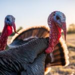 Turkey Meal In Dog Food