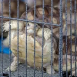 Turtle-Associated Salmonella on the Rise