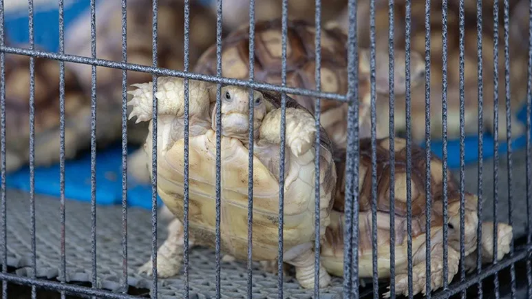Turtle-Associated Salmonella on the Rise