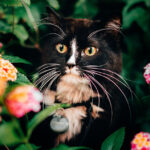 Flowers and Cats: What Plants Are Safe for Your Furry Friend?