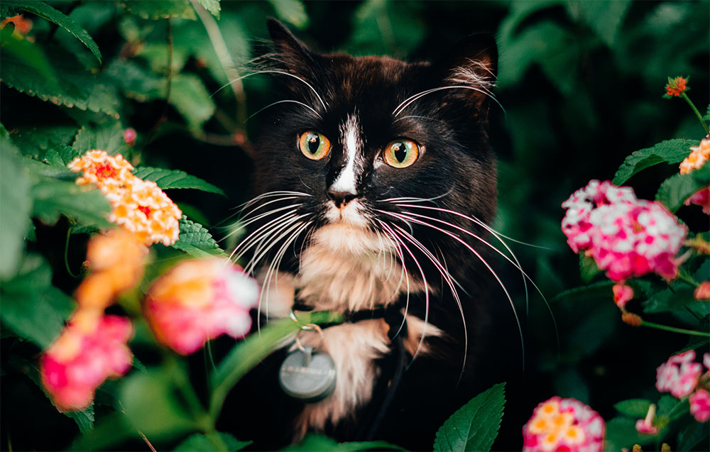 Flowers and Cats: What Plants Are Safe for Your Furry Friend?