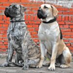 How to Train a Boerboel: 14 Vet-Approved Tips — Dogster