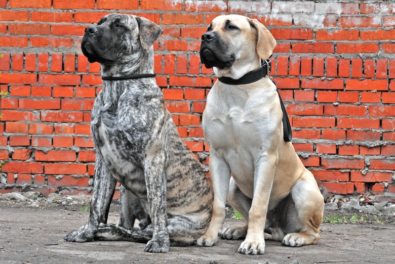How to Train a Boerboel: 14 Vet-Approved Tips — Dogster