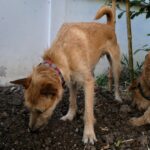 Why on Earth Do Dogs Eat Socks, Rocks, and Dirt? — Dogster