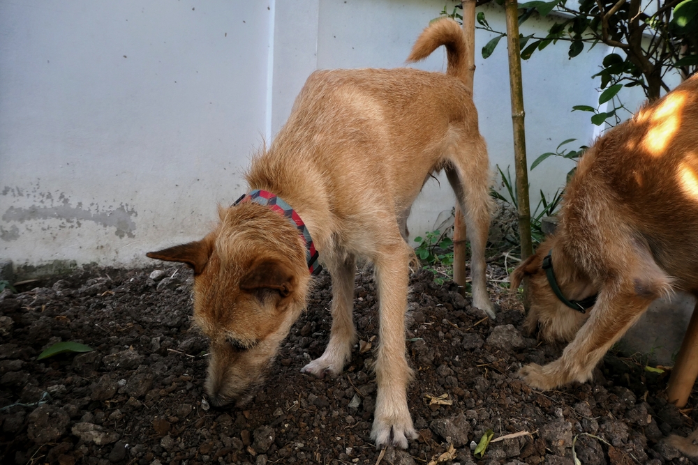 Why on Earth Do Dogs Eat Socks, Rocks, and Dirt? — Dogster