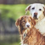 The First 48 Hours with Your Rescue Dog
