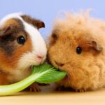 Can Guinea Pigs Eat Bok Choy? (Pak Choi / Chinese Cabbage)