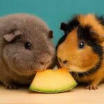 Can Guinea Pigs Eat Melon? Honeydew & Cantaloupe Guide
