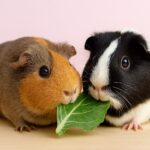Can Guinea Pigs Eat Collard Greens?