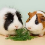Can Guinea Pigs Eat Dill?