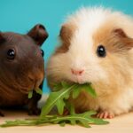 Can Guinea Pigs Eat Rocket (Arugula)?