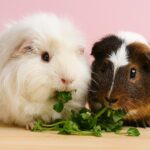 Can Guinea Pigs Eat Watercress?