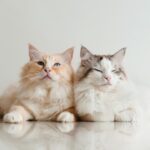 300 Cartoon Cat Names from Your Favorite Characters