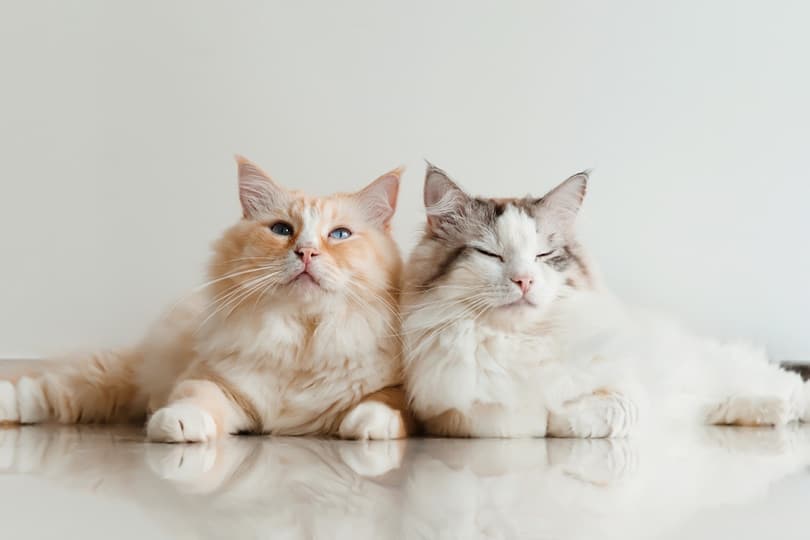 300 Cartoon Cat Names from Your Favorite Characters