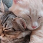 Introducing Cats Without Causing Fear
