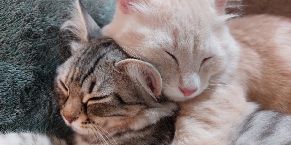 Introducing Cats Without Causing Fear