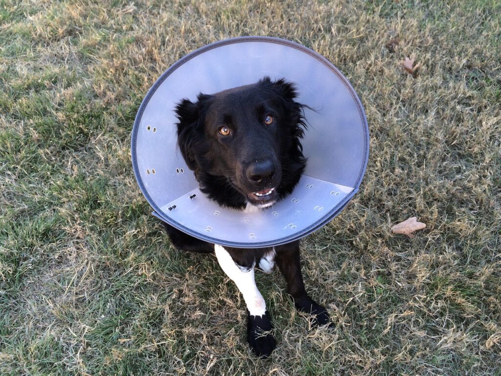 Does Pet Insurance Cover Emergency Visits?