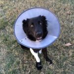 Does Pet Insurance Cover Emergency Visits?
