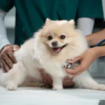 How Often Do Dogs Need Checkups