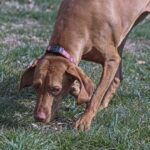 Why Do Dogs Eat Rabbit Poop? 5 Likely Reasons