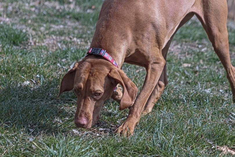 Why Do Dogs Eat Rabbit Poop? 5 Likely Reasons